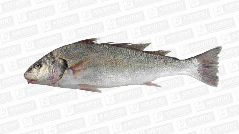 Corvina (800/1500 g/pza.)